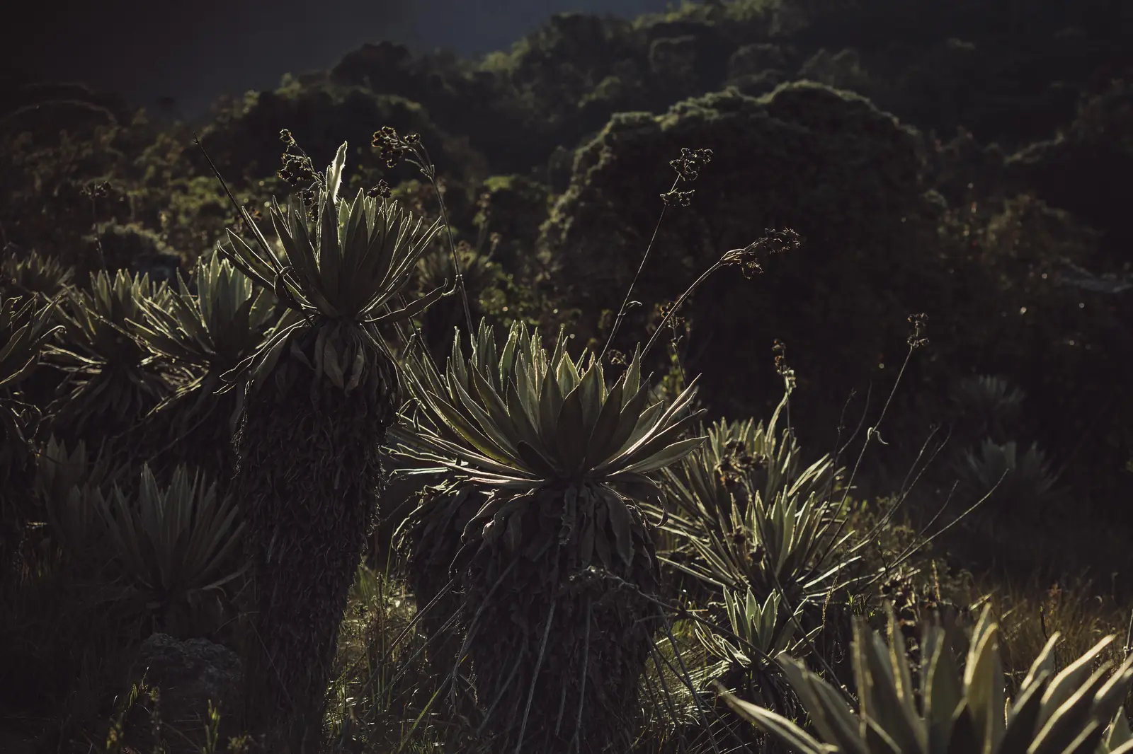 FRAILEJÓN